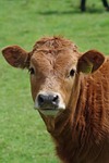 cow, steer, cattle, farm, beef, agriculture, bovine, brown, livestock, rural, green farm, green cow, cow, cow, cow, cow, cow, cattle